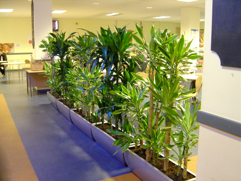 indoor garden center office plant maintenance low light