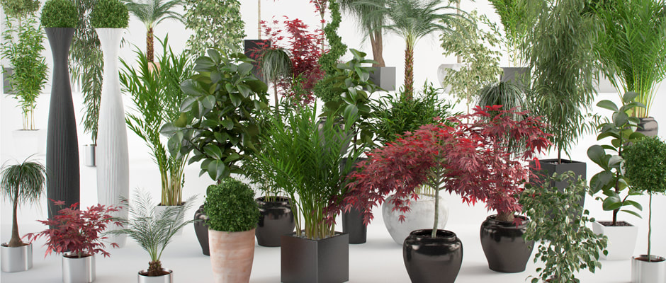 indoor garden center office plant maintenance