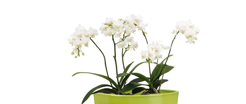 indoor garden center office plant maintenance low light